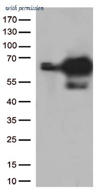 OriGene CF812965 image 1