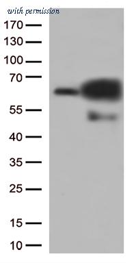 OriGene CF812966 image 1
