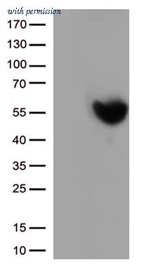 OriGene CF812987 image 1