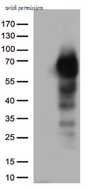 OriGene CF812990 image 1