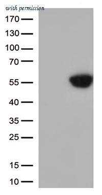 OriGene CF812994 image 1