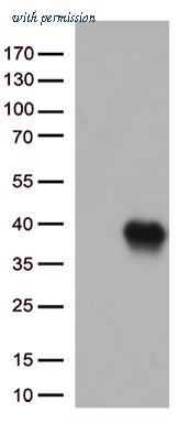 OriGene CF813276 image 1