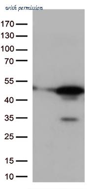 OriGene CF813280 image 1
