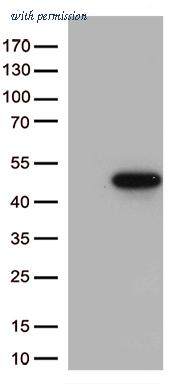 OriGene CF813281 image 1