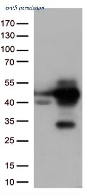 OriGene CF813282 image 1