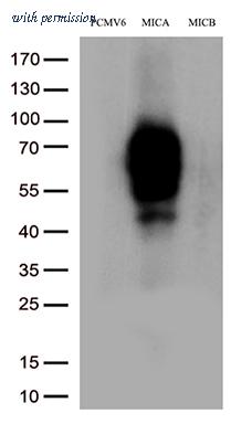 OriGene CF813288 image 1