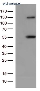 OriGene CF813291 image 1