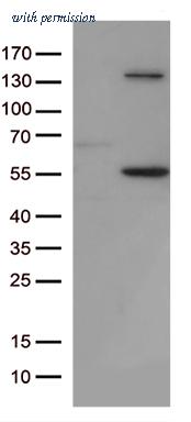 OriGene CF813293 image 1