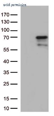 OriGene CF813297 image 1