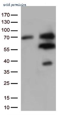 OriGene CF813298 image 1