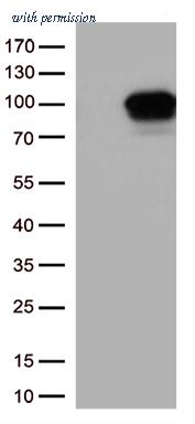 OriGene CF813383 image 1