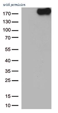 OriGene CF813414 image 1