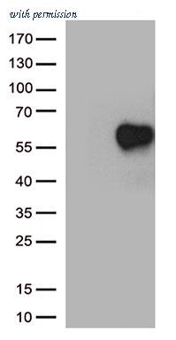 OriGene CF813473 image 1