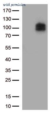 OriGene CF813576 image 1