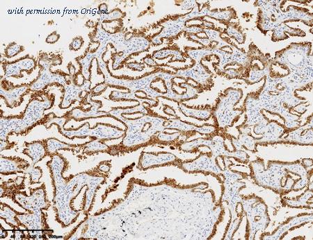 OriGene CF813601 image 1