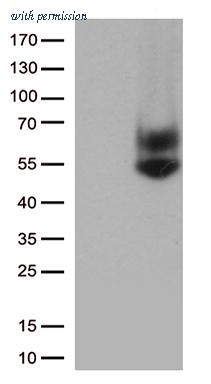 OriGene CF813633 image 1