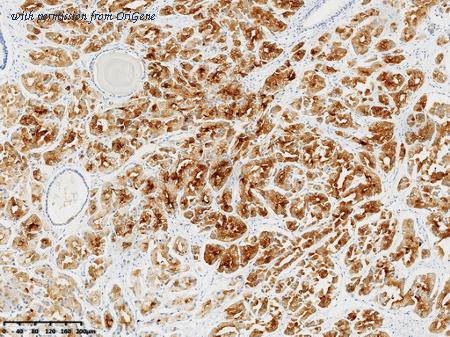 OriGene CF813986 image 1