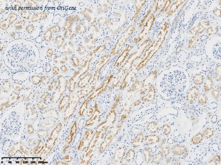 OriGene CF814176 image 1