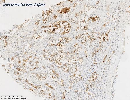 OriGene CF814249 image 1