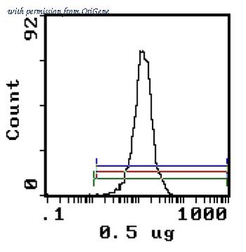 OriGene CL013P image 1