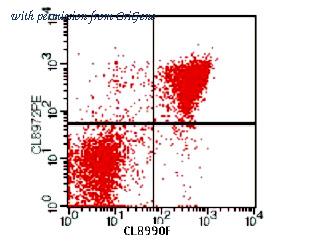 OriGene CL033R image 1