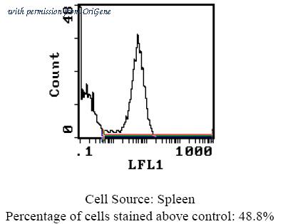 OriGene CL121B image 1
