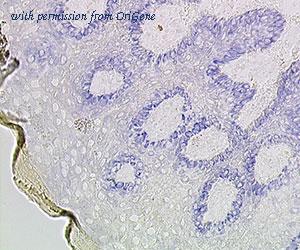 OriGene DDX0030A488-100 image 1