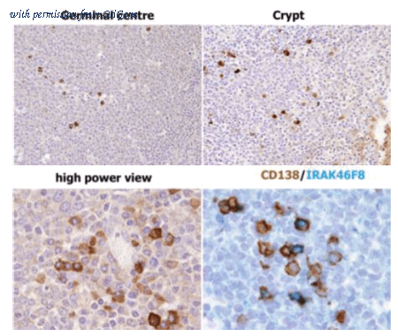OriGene DDX0340A488-100 image 1