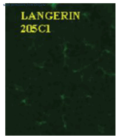 OriGene DDX0370B-100 image 1