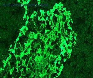 OriGene DDX0472A488-100 image 1