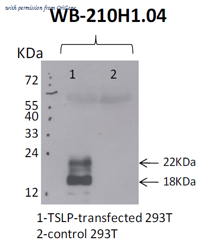 OriGene DDX0804P-100 image 1