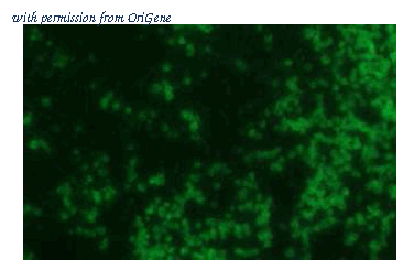 OriGene DDX9021P-100 image 1
