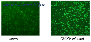 OriGene DDX9100HD01 image 1