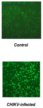 OriGene DDX9102HD01 image 1