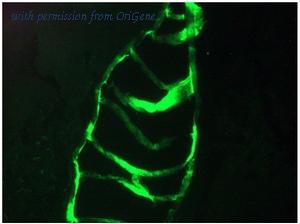 OriGene DM056P image 1