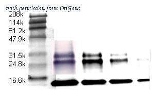 OriGene DM1047 image 1