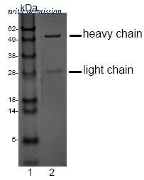 OriGene DM1200 image 1
