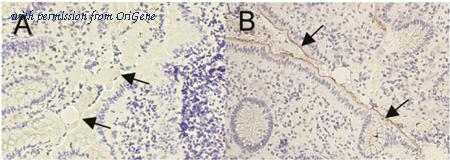 OriGene DM1201 image 1