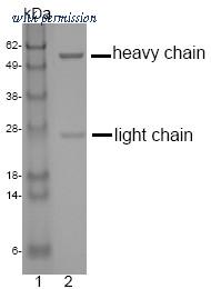 OriGene DM1212 image 1