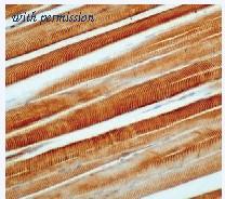 OriGene DM128-05 image 1