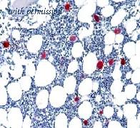 OriGene DM164-05 image 1