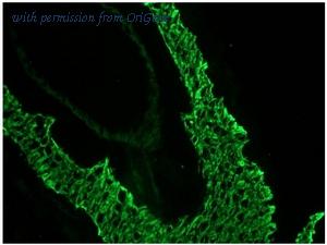 OriGene DM3066P image 1