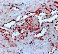 OriGene DM308-05 image 1