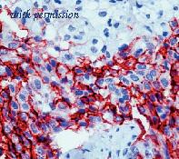OriGene DM349-05 image 1