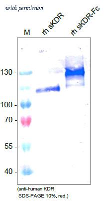 OriGene DM3502 image 1