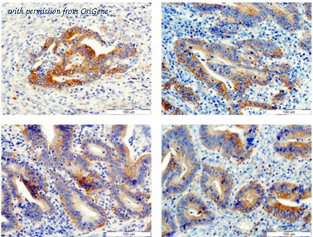 OriGene DM3527 image 1