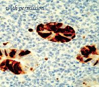 OriGene DM355-05 image 1