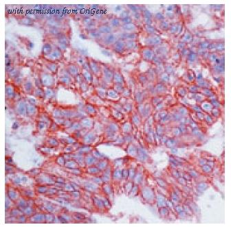 OriGene DM406-05 image 1