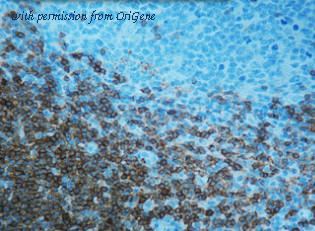 OriGene DM422-05 image 1