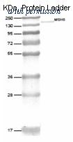 OriGene DM429 image 1